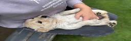 Golden Retriever dogs for sale: 🐾 Beautiful Pedigree Golden Retriever Puppies  in Ballymena - Advert 5