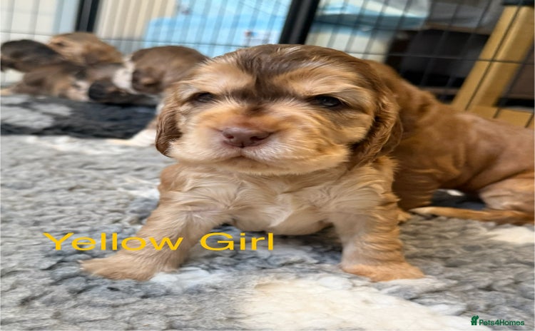 Cocker Spaniel dogs for sale - Advert 1