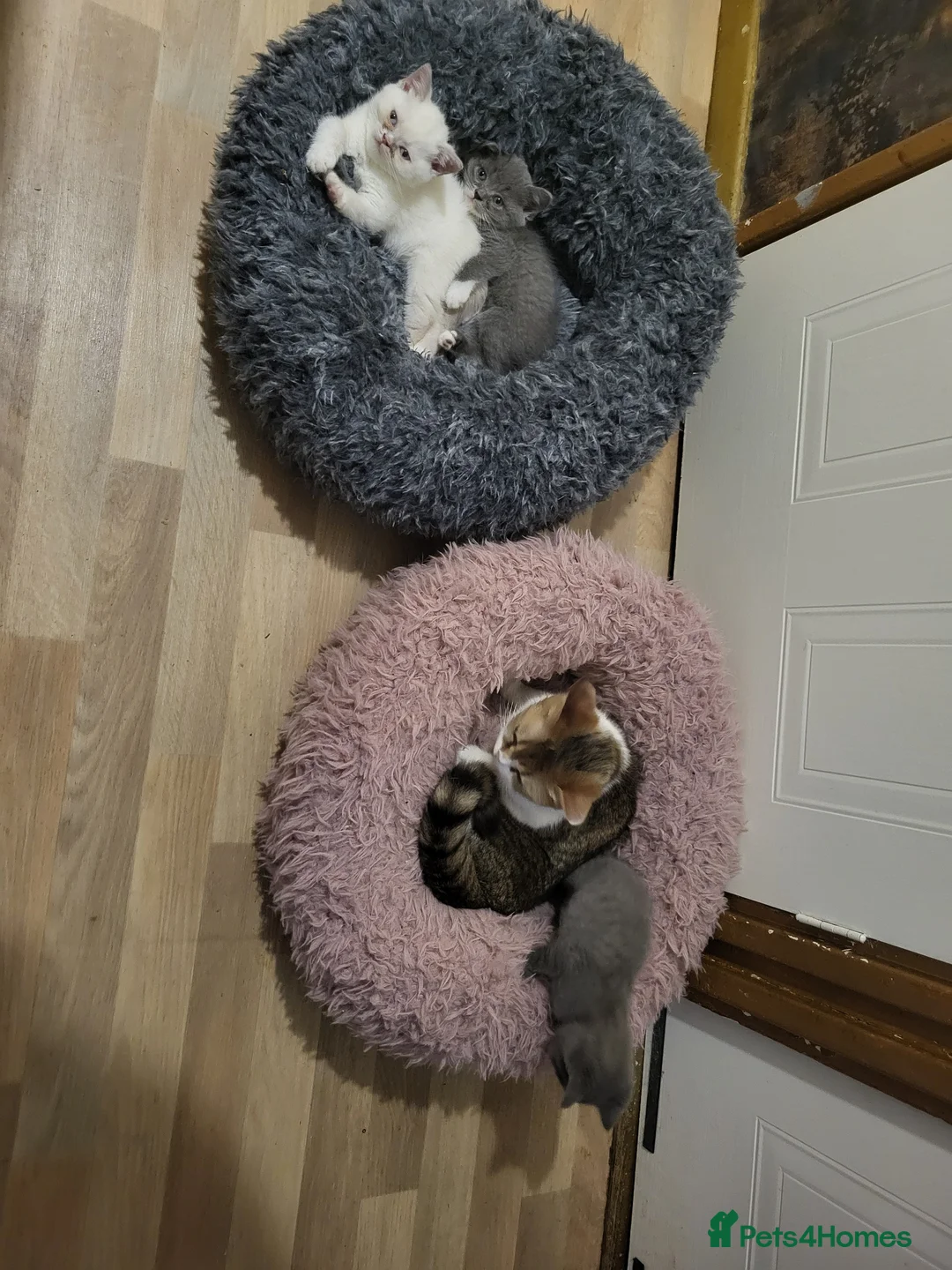 Mixed Breed cats for sale: one white female and 2 male blue british shorthair - Advert 13