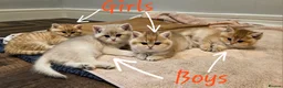 British Shorthair cats for sale: Pure Pedigree BSH Kittens GCCF Rare Golden /Silver - Advert 8