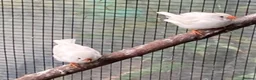 Finches birds for sale: Rosa bourkes parakeet, diamond doves, zebra finch - Advert 10