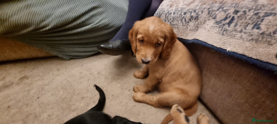 Mixed Breed dogs for sale: Ready for our forever homes - Advert 8