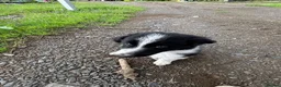 Border Collie dogs for sale: 2 border collie Pups- Ready to go now! - Advert 28