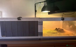 Tortoise reptiles for sale: Mediterranean Spur Thighed  - Advert 10