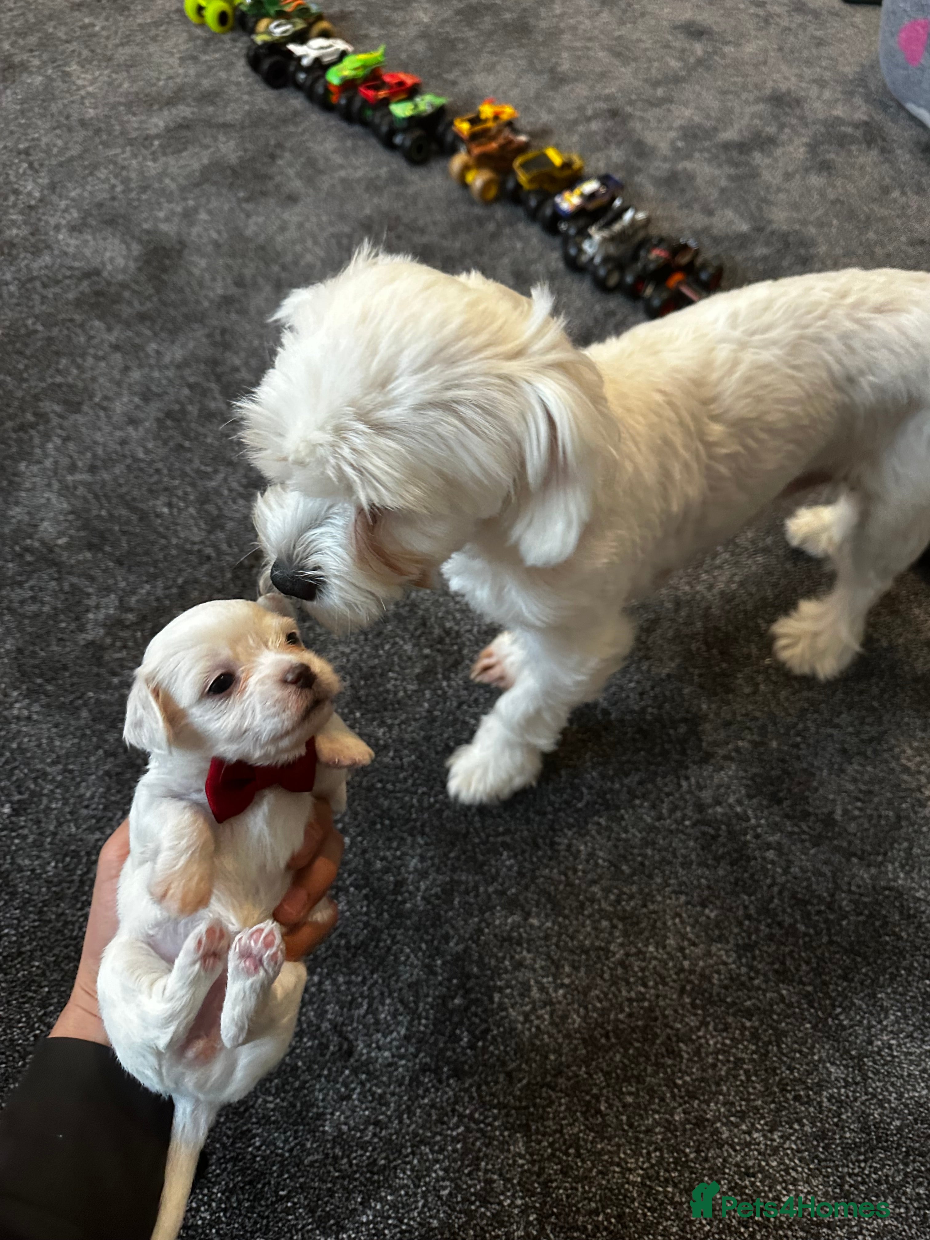 Bichon Frise dogs Bichon malteze with frese hybrid  - Advert 2