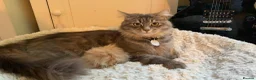 Siberian cats for sale: Hypoallergenic Siberian X - 4 Boys Ready 12 April in Grantham - Advert 1