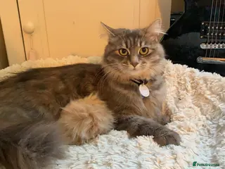 Siberian cats Hypoallergenic Siberian X - 4 Boys Ready 12 April - Advert 1