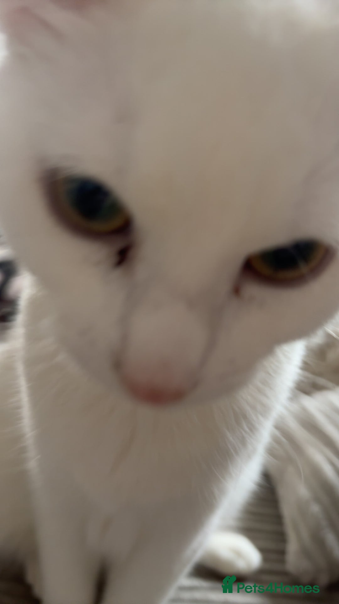 Mixed Breed cats for sale: Snowy and pip🩵💕 - Image 19
