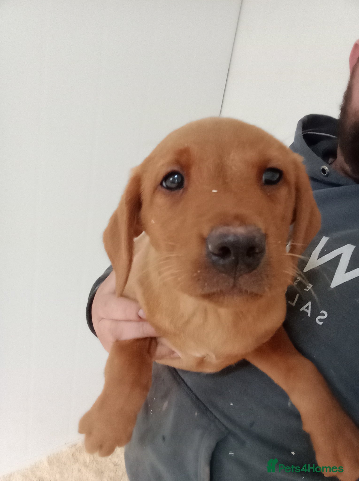 Labrador Retriever dogs Kc reg fox red Labradors  - Advert 1