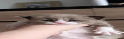 Ragdoll cats for sale: Ragdoll Kittens MINK Boy & girl - Advert 21