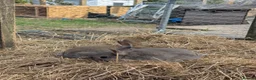 Mixed Breed rabbits for sale: Standard Rex x Californian Rabbits in Peterhead - Advert 5