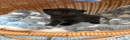 British Longhair cats for sale: Gorgeous Scottish Fold & Straight Kittens - Advert 3