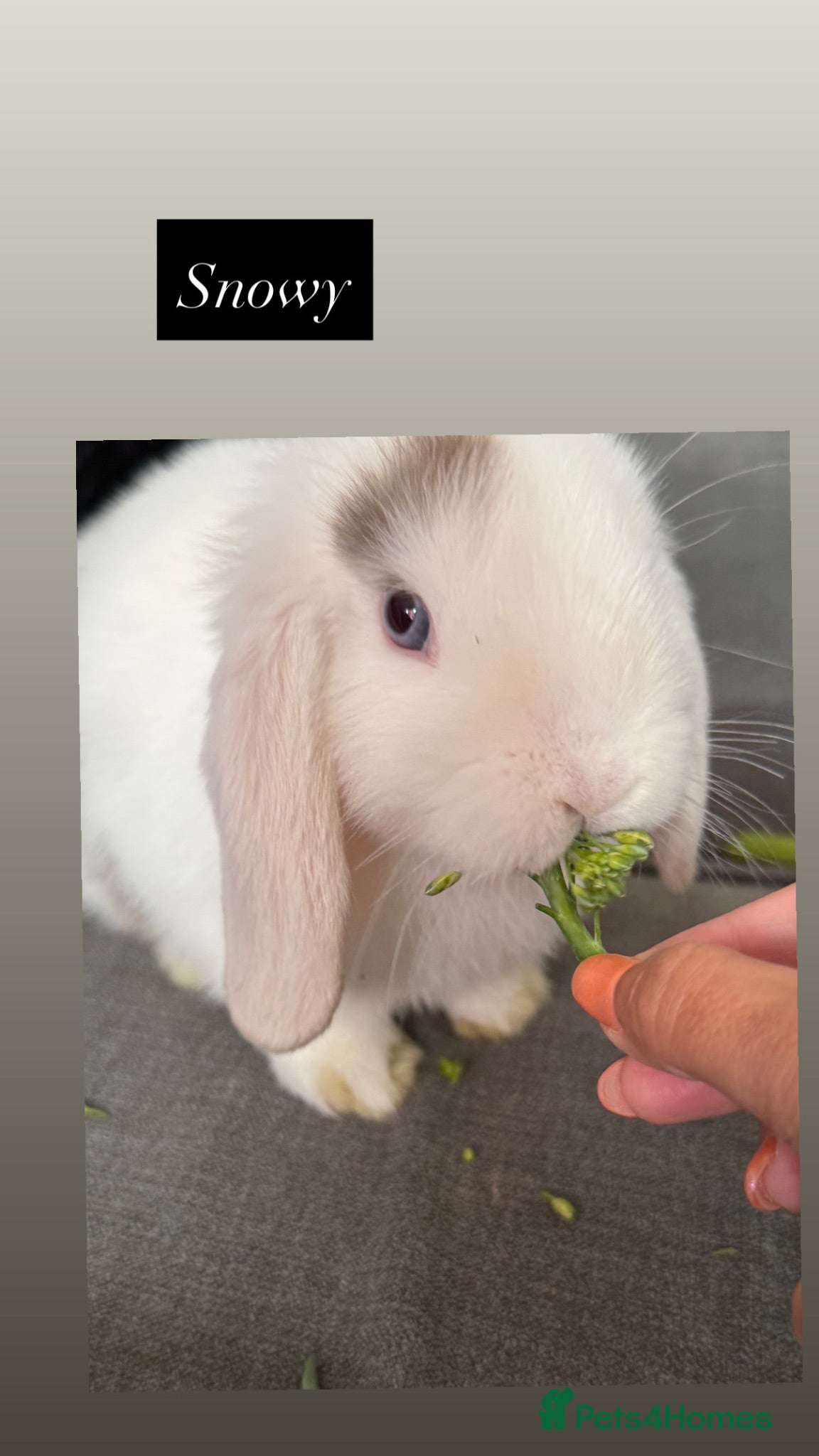 Mini Lop rabbits 🐰💕💙Ready To Leave Now - three babies  left 🐰 - Advert 2