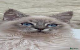 Ragdoll cats for stud: Ragdoll Stud  in Manchester - Image 14