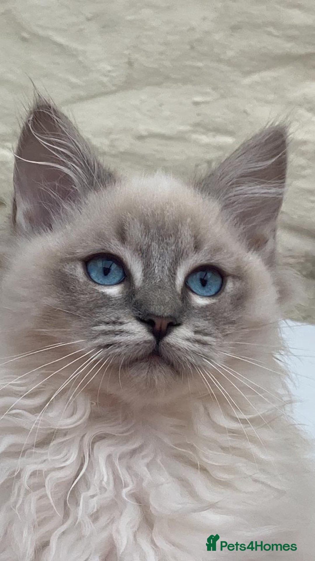 Ragdoll cats for stud: Ragdoll Stud  in Manchester - Image 14