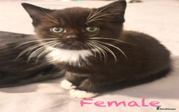Mixed Breed cats for sale: Delightful mix-breed Siamese-black tabby-kittens - Image 16