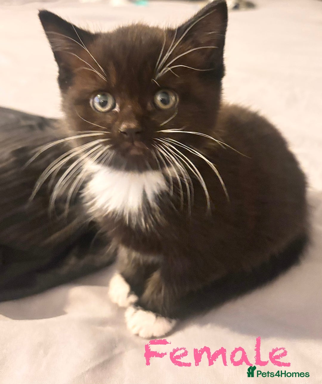 Mixed Breed cats for sale: Delightful mix-breed Siamese-black tabby-kittens - Image 16