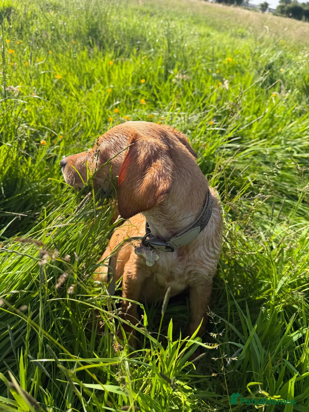 Mixed Breed dogs for sale: Labs and rottie pups  in Dumfries - Advert 1