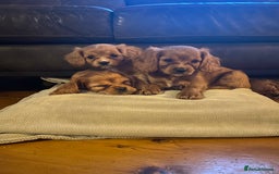 Cavapoo dogs for sale: Cavapoo puppies - Advert 8