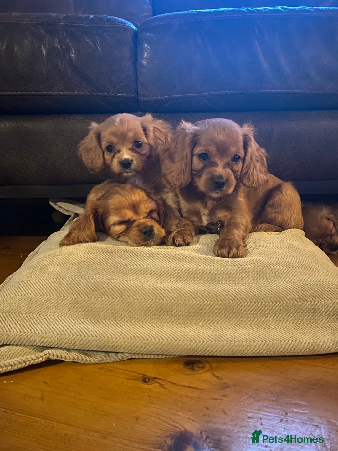 Cavapoo dogs for sale: Cavapoo puppies - Advert 8