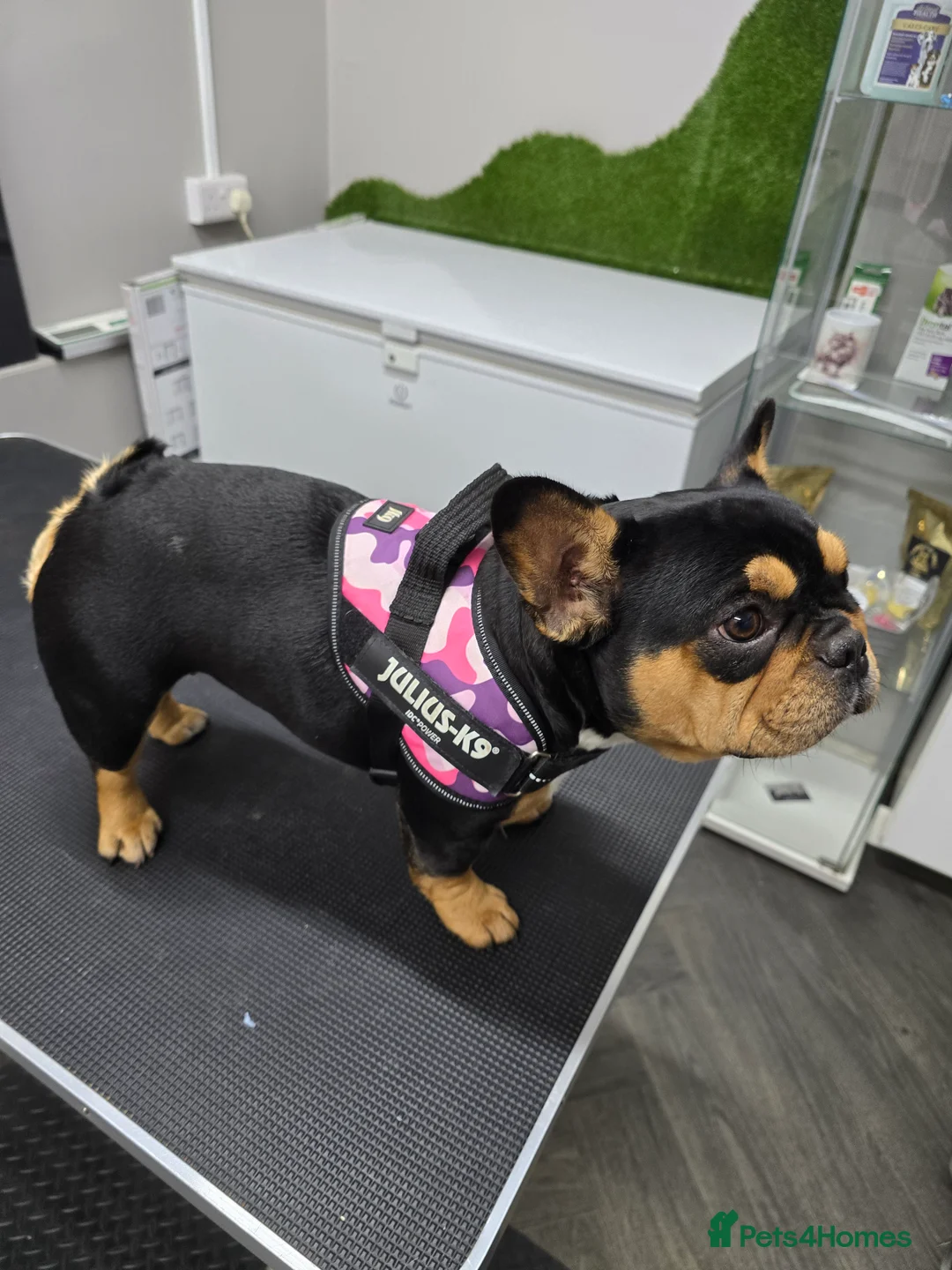 French Bulldog dogs for sale: Beautiful Frenchie Pups Available  - Advert 2