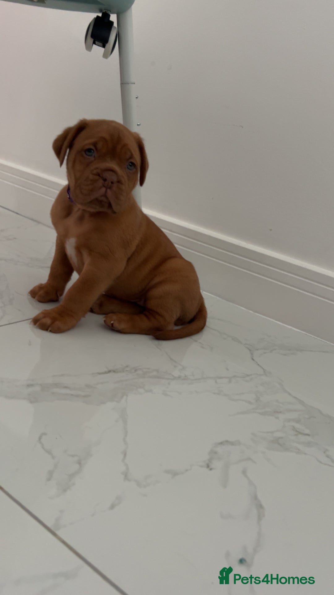 Dogue De Bordeaux dogs for sale: Chunky kc registered dogue de Bordeaux puppies - Advert 26