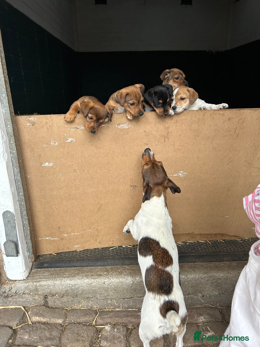 Jack Russell dogs for sale: Jack Russell pups for sale - Image 8