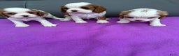 Cavalier King Charles Spaniel dogs for sale: Adorable Cavalier King Charles Spaniel  - Advert 10