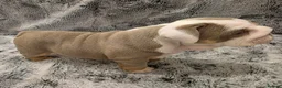 English Bulldog dogs for sale: 3 beautiful tri colour female bull dogs in Bishop Auckland - Advert 4
