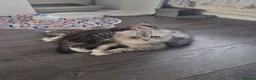 Mixed Breed cats for sale: 3 beautiful kittens in Warrington - Advert 5
