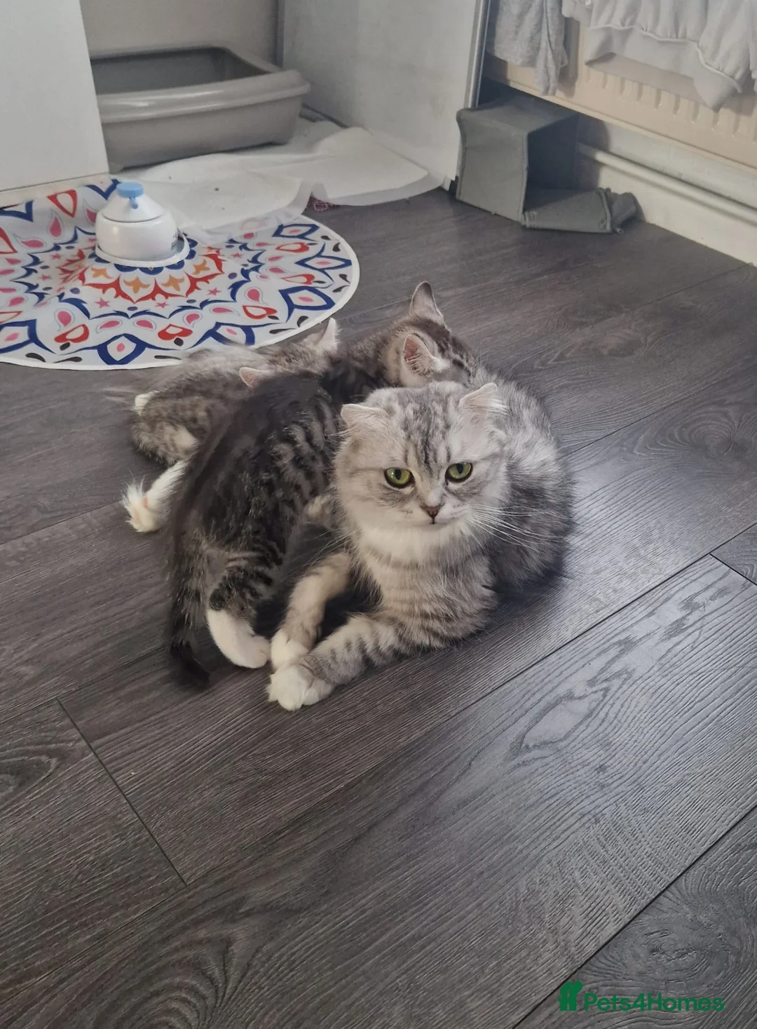 Mixed Breed cats for sale: 3 beautiful kittens in Warrington - Advert 5