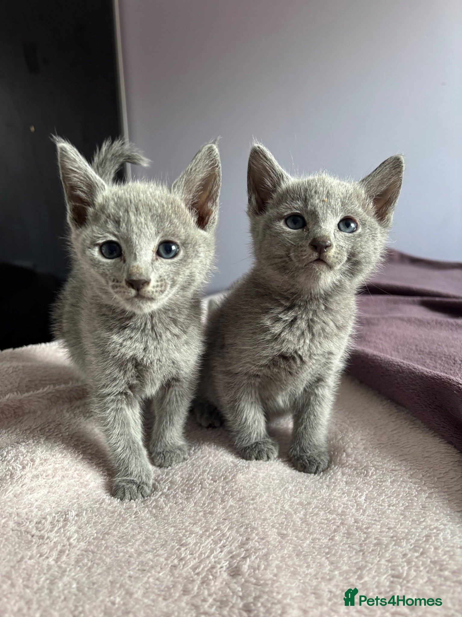 Russian Blue cats TICA PURE PEDIGREE RUSSIAN BLUE KITTENS  - Advert 1