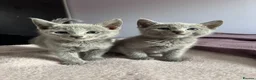 Russian Blue cats for sale: TICA PURE PEDIGREE RUSSIAN BLUE KITTENS  - Advert 1