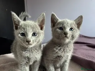 Russian Blue cats for sale: TICA PURE PEDIGREE RUSSIAN BLUE KITTENS - Advert 2