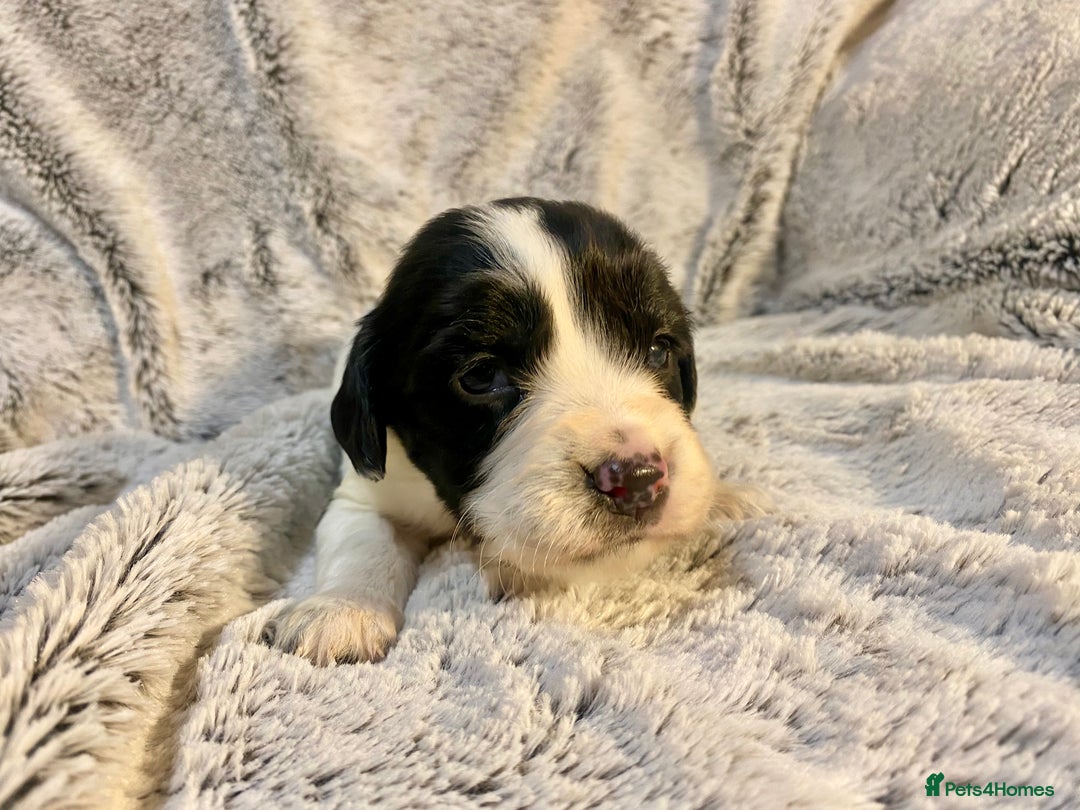 English Springer Spaniel dogs for sale: English springer spaniel pups  - Advert 13
