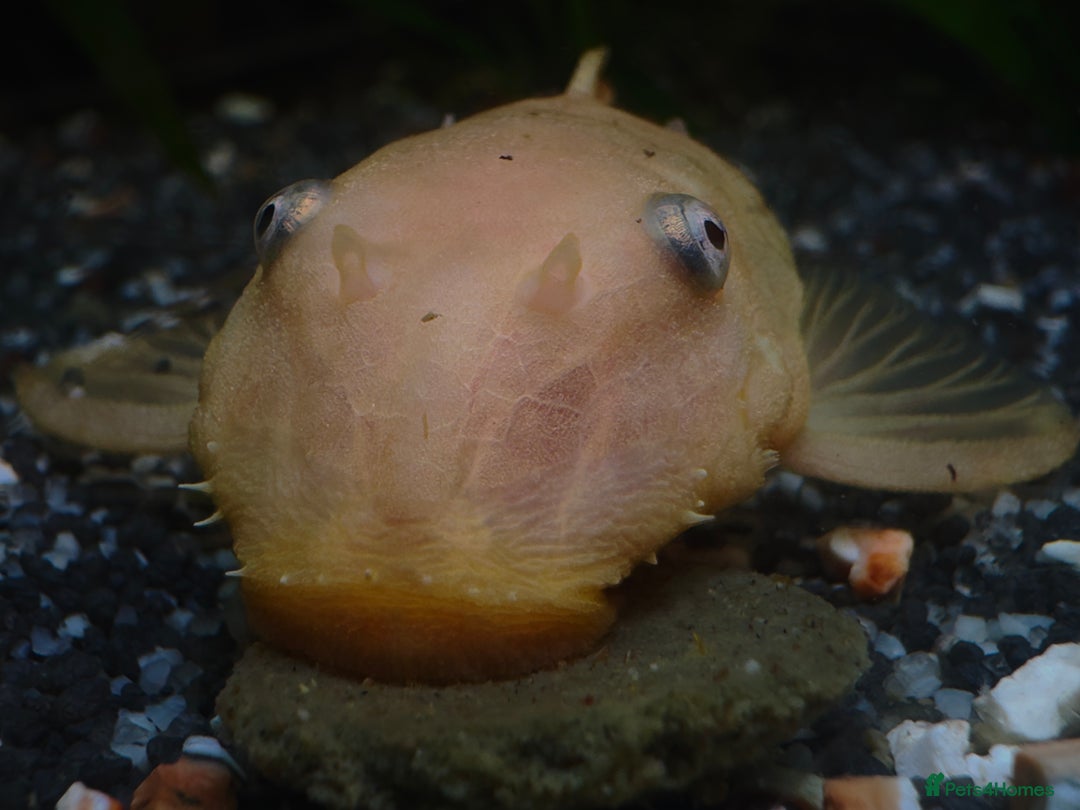 Plecos fish for sale: Female L144 blue eyed lemon pleco  - Image 2