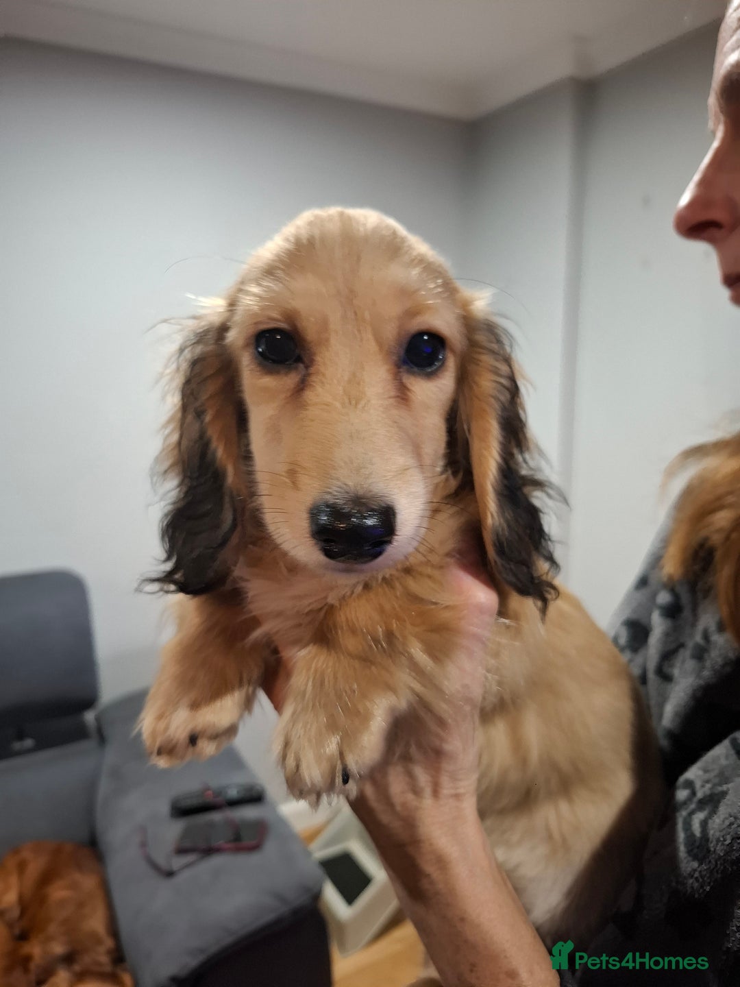 Miniature Dachshund dogs for sale: Mini Long Haired Male / Female Dachshund - Advert 9