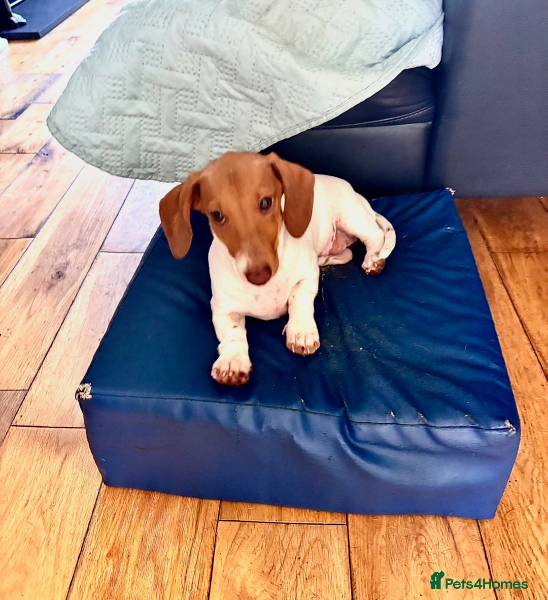 Miniature Dachshund dogs for sale: Amazing Piebald Girls - Image 4