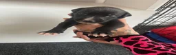 Greyhound dogs for sale: Grayhound x bullmastiff  - Advert 11