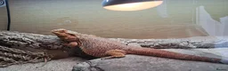 Bearded Dragon reptiles for sale: Female bearded dragon for sale  in Peterborough - Advert 3