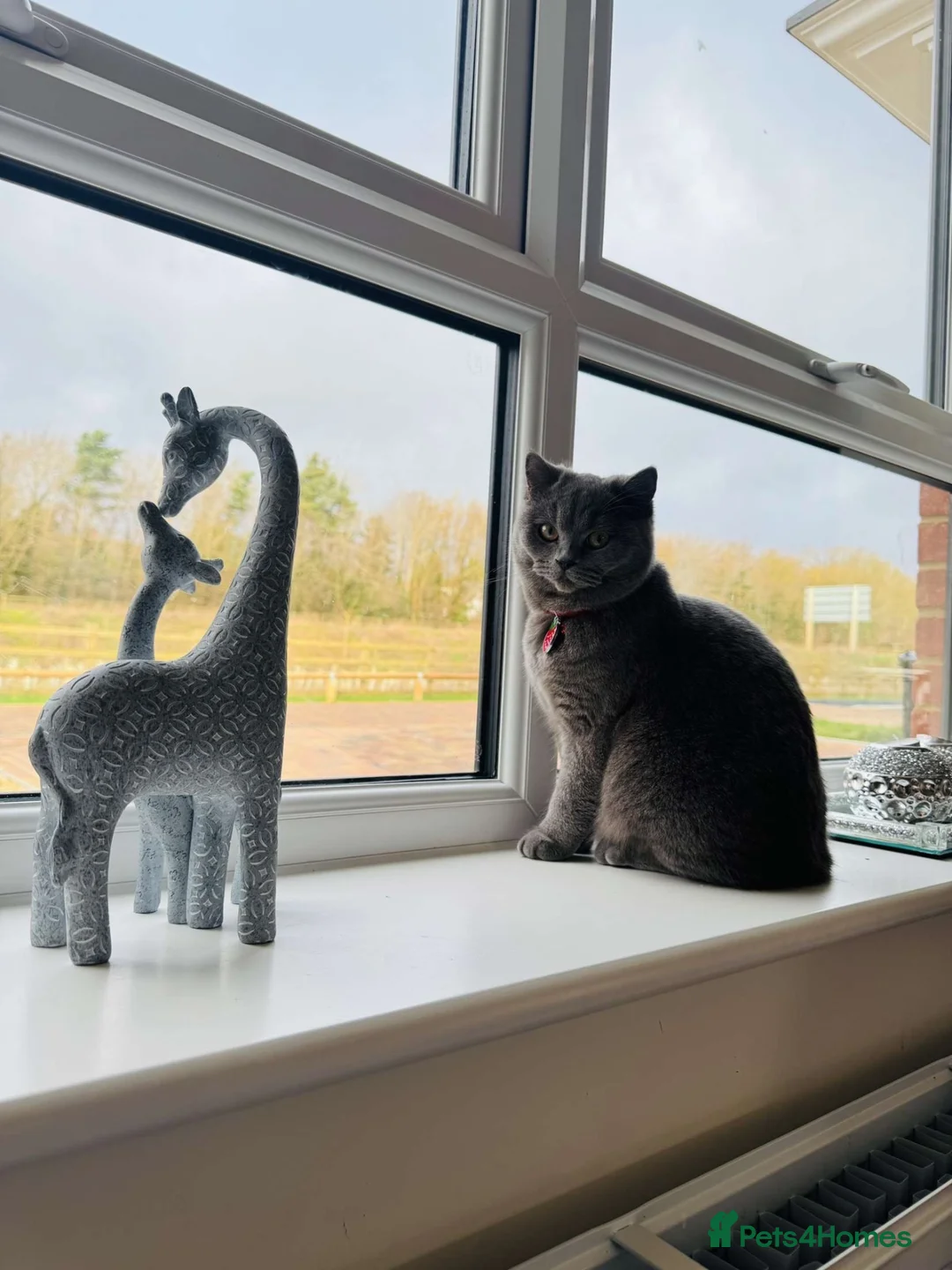 British Shorthair cats for sale: British Shorthair Cross Kittens  - Advert 7
