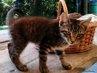 Mixed Breed cats ONLY ONE AMAZING, BEAUTIFUL, CLEVER, KITTEN LEFT - Advert 6