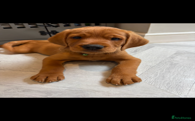 Cockerdor dogs in Deeside - Advert 1