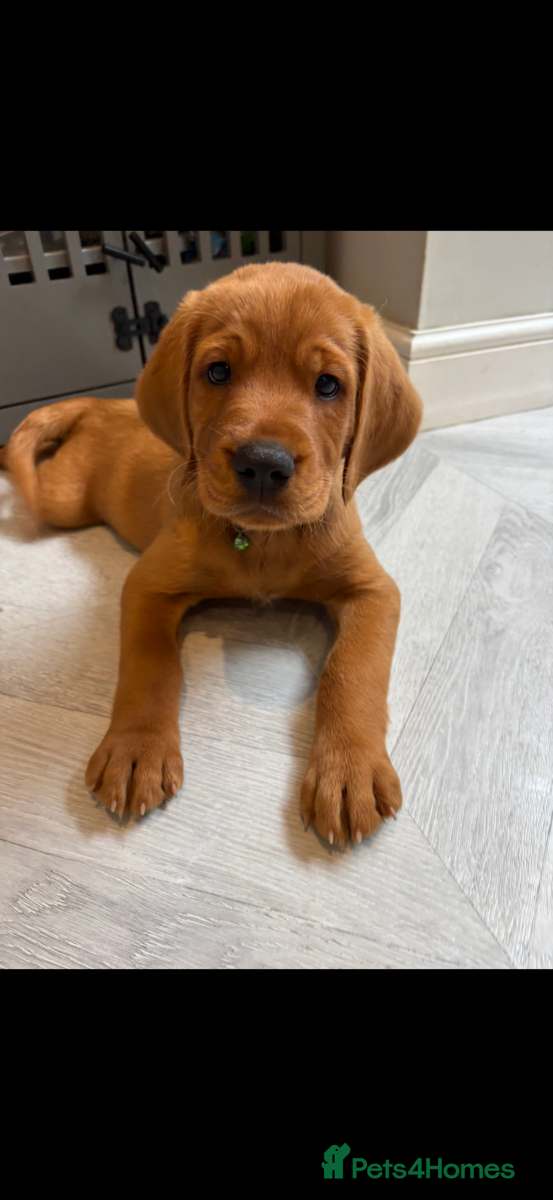 Cockerdor dogs for sale: Fox red cockerdors in Deeside - Image 2