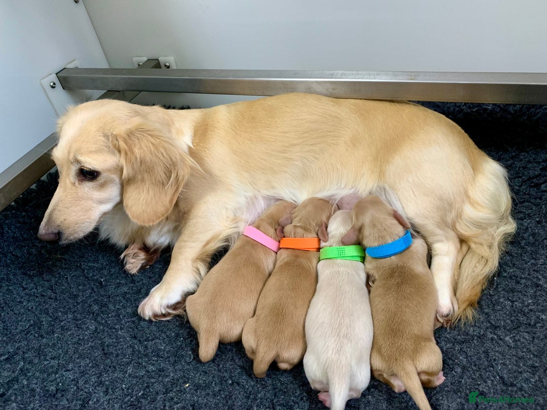 Miniature Dachshund dogs for sale: ⭐️CREAM LONG HAIRED KC/PRA CLR MINI DACHSHUNDS⭐️ - Image 5