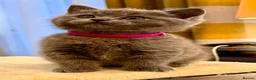 British Shorthair cats for sale: British shorthair kittens  - Advert 12