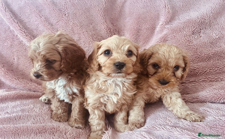 Cockapoo dogs - Advert 4