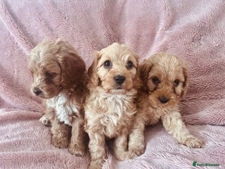 Cockapoo dogs - Advert 3