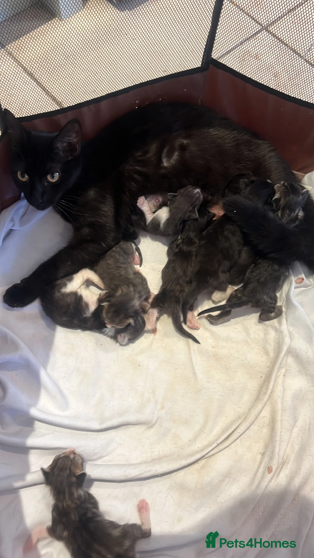 Ragdoll cats for sale: Beautiful Maine Coon × Ragdoll Kittens  - Advert 16
