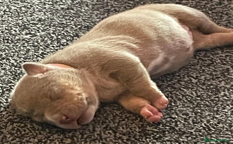 American Bully dogs - Advert 3